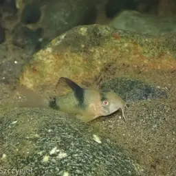 Weitzmani Cory, photo 1
