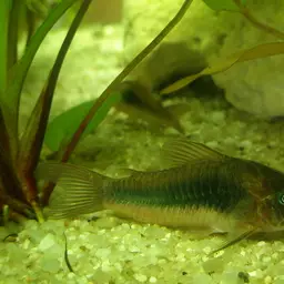 Zygatus Cory, photo 1