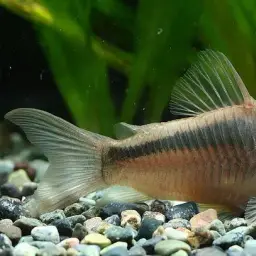Zygatus Cory, photo 3