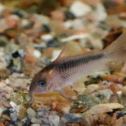Zygatus Cory, photo 4