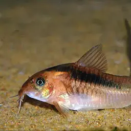 Zygatus Cory, photo 5