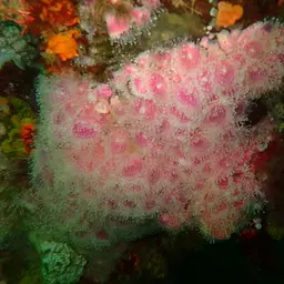 Strawberry Anemone, photo 2