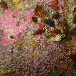 Strawberry Anemone, photo 3