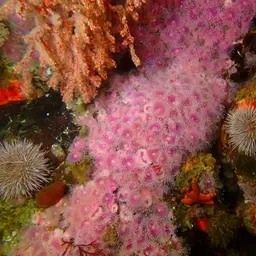 Strawberry Anemone, photo 4