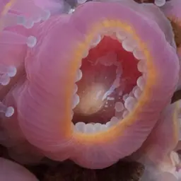 Strawberry Anemone