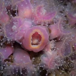 Strawberry Anemone, photo 5