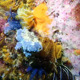 Strawberry Anemone, photo 6