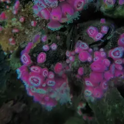 Strawberry Anemone, photo 7