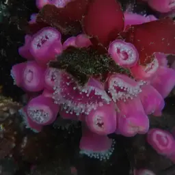 Strawberry Anemone, photo 8