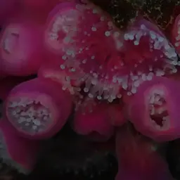 Strawberry Anemone, photo 9