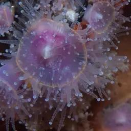Strawberry Anemone, photo 10