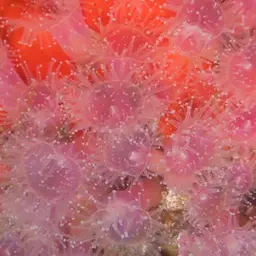 Strawberry Anemone, photo 11