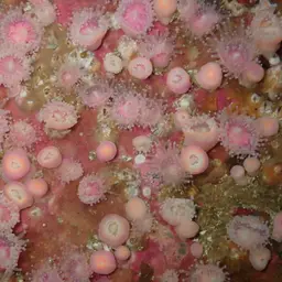 Strawberry Anemone, photo 12
