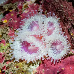 Strawberry Anemone, photo 5
