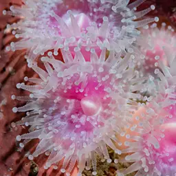 Strawberry Anemone, photo 6