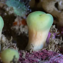 Strawberry Anemone, photo 7