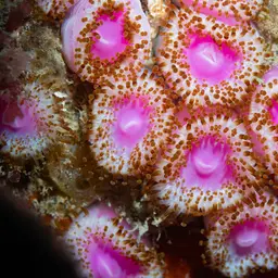 Strawberry Anemone, photo 8