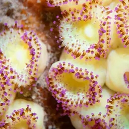 Strawberry Anemone, photo 9