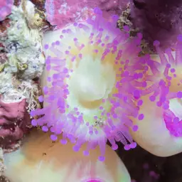 Strawberry Anemone, photo 10