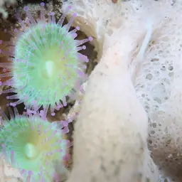 Strawberry Anemone, photo 11