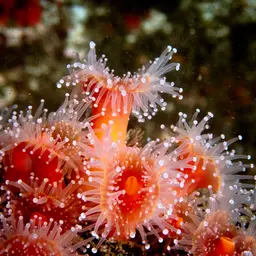 Strawberry Anemone, photo 2