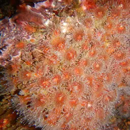 Strawberry Anemone, photo 3
