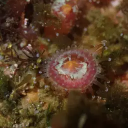 Strawberry Anemone, photo 4