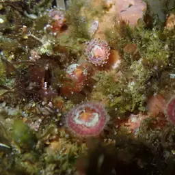 Strawberry Anemone, photo 5