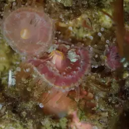 Strawberry Anemone, photo 6
