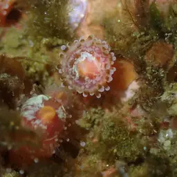 Strawberry Anemone, photo 7