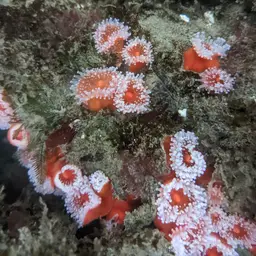 Strawberry Anemone, photo 8