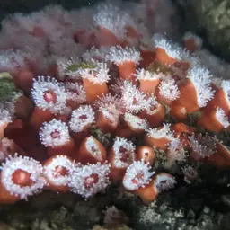 Strawberry Anemone, photo 9