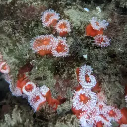 Strawberry Anemone, photo 10