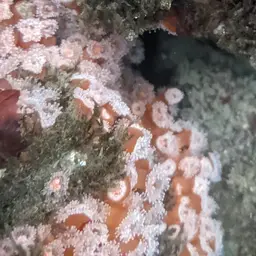 Strawberry Anemone, photo 11