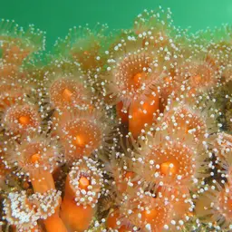 Strawberry Anemone, photo 12