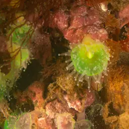 Mushroom Anemone