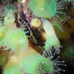 Mushroom Anemone, photo 2