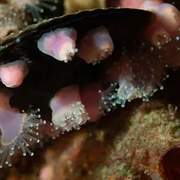 Mushroom Anemone, photo 3