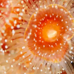 Mushroom Anemone, photo 5