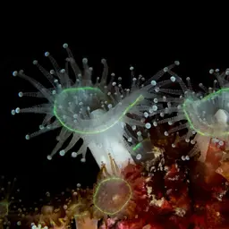 Mushroom Anemone, photo 6
