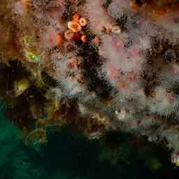 Mushroom Anemone, photo 7