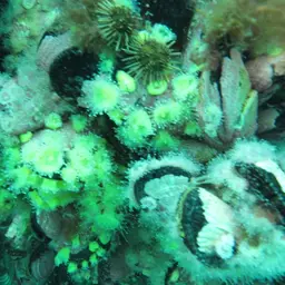 Mushroom Anemone, photo 8