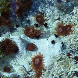 Mushroom Anemone, photo 9