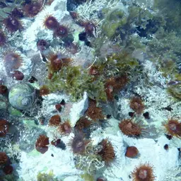Mushroom Anemone, photo 10