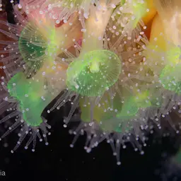 Mushroom Anemone, photo 11