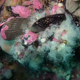 Mushroom Anemone, photo 12