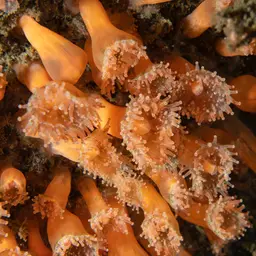 False Coral