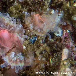 False Coral, photo 2