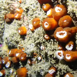 False Coral, photo 3