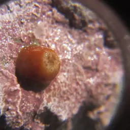 False Coral, photo 4